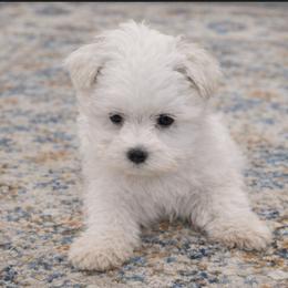 Jasper - White male Maltese puppy in North Myrtle Beach, South Carolina from Perfect Puppies