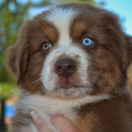 Dodge - RTM - Red Australian Shepherd puppy in Marshall, Texas from Flying S Aussies