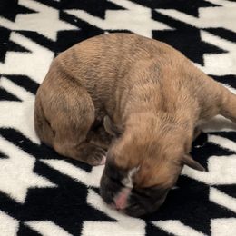 Boxer Puppies from PrideNJoy Boxers