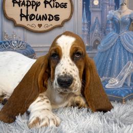 Cinderella - Black brown and white female Basset Hound puppy in Mebane, North Carolina from Happy Ridge Hounds