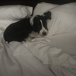 English Springer Spaniel All Grown Up from Llewellyn Farms English Springer Spaniels