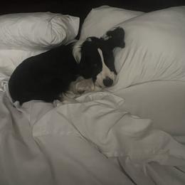 English Springer Spaniel All Grown Up from Llewellyn Farms English Springer Spaniels