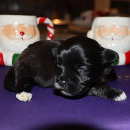 Bryant - Black male Havanese puppy in Hamptonville, North Carolina from Alabama Havanese Kennel