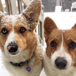 American Corgis from Country Love Corgis