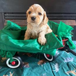 James - Red and white male Cockapoo puppy in Holton, Indiana from MoonShine Babies / OZ