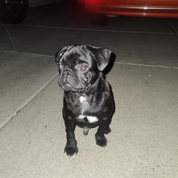 Kratos - Pug