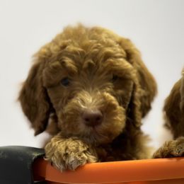Girl 2 - Red  Goldendoodle puppy in Rialto, California from Bridge City Doodles
