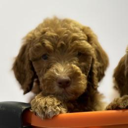 Girl 2 - Red  Goldendoodle puppy in Rialto, California from Bridge City Doodles