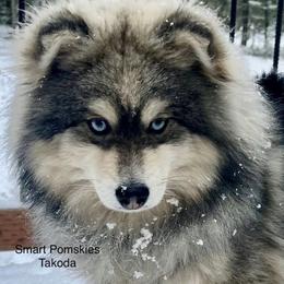 Koda - Pomsky