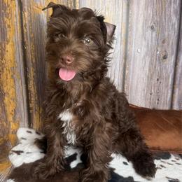 Carson - Chocolate, tan and white male Yorkshire Terrier puppy in Tulsa, Oklahoma from Conns Cuddly Canines