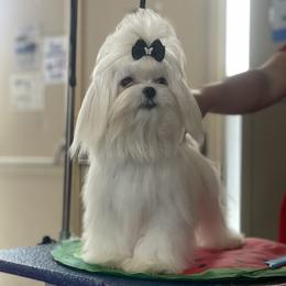 Truffles - Maltese