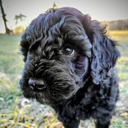 Assorted Doodle Crosses Puppies from Southern Star Goldendoodles