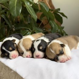 Pembroke Welsh Corgi Puppies from Lake Pepin Corgi's
