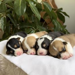 Pembroke Welsh Corgi Puppies from Lake Pepin Corgi's