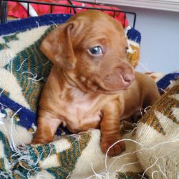 Sammy - Red male Dachshund puppy in New Brighton, Minnesota from Doxie Lakes