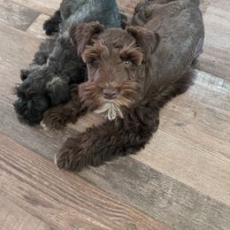 Aussiedoodle and Miniature Schnauzer Puppies from Cedar Creek Ranch
