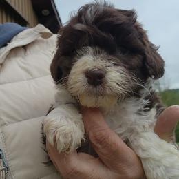 Pedal - Brown and white female Aussiedoodle puppy in Mount Clare, West Virginia from Pineview Farms Australian Shepherds