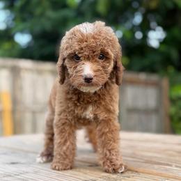 Bourbon - Red  male Goldendoodle puppy in Palmetto Bay, Florida from SOMIDOODLES