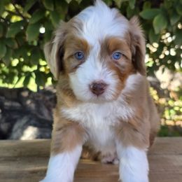 Marcie - female Australian Mountain Doodle puppy in Hooper, Utah from Saltwater Doodles
