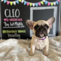 Girl 5 - female French Bulldog puppy in Dubois, Idaho from White Hippo Frenchies