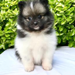 Wolf sable Parti girl 1 - Wolf sable female Pomeranian puppy in Princeton, New Jersey from PureLove Poms.