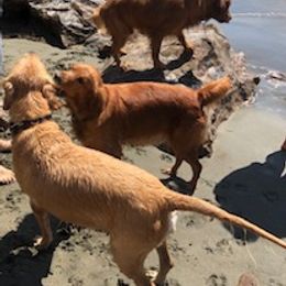 Golden Retriever Puppies from Sadie Lane Family Goldens