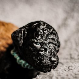 Goldendoodle Puppies from Thompson's Doodle Co.