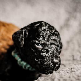 Goldendoodle Puppies from Thompson's Doodle Co.