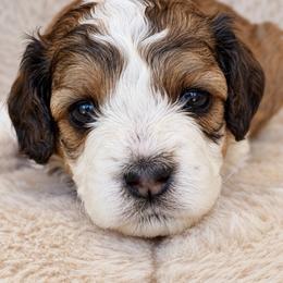 Madonna - Tri-color female Cavapoo puppy in Yuciapa, California from AlltheDoodlez_