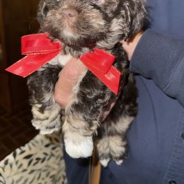 Leia - Black and tan brindle female Havanese puppy in Loveland, Ohio from Tracy M. Reed