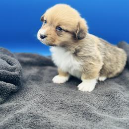 Male 2 - Red male Pembroke Welsh Corgi puppy in Hale, Michigan from All Hale Corgis