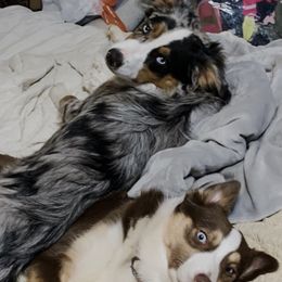 Miniature Australian Shepherd All Grown Up from Diamond Rainbow Aussies