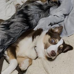 Miniature Australian Shepherd All Grown Up from Diamond Rainbow Aussies