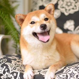 Nylah - Shiba Inu