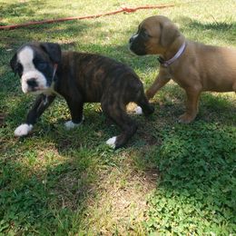 Boxer Puppies from SmashBox Kennel