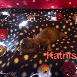 Shih Tzu Puppies from D’s Shih Tzu