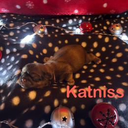 Shih Tzu Puppies from D’s Shih Tzu