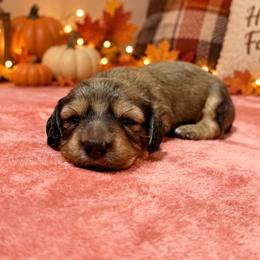 Binx - Cream male Dachshund puppy in Crestview, Florida from Neverending Dachies