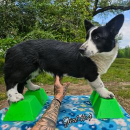 Girl 4 - Black and white female Cardigan Welsh Corgi puppy in Natchitoches. La, Louisiana from Bleu Bayou Corgis