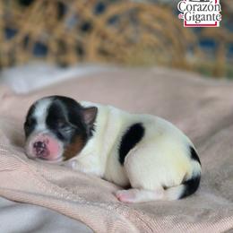 Alex - Black tan and white female Biewer Terrier puppy in California from Corazon de gigante