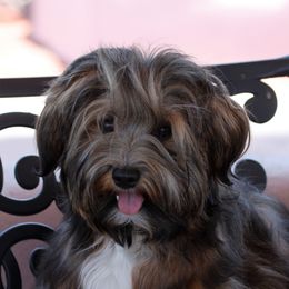 Havanese Puppies from Contigo Havanese