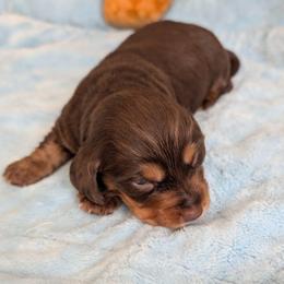 Rocky - Chocolate and tan male Dachshund puppy in Marshall, Texas from Wilson's Kennels