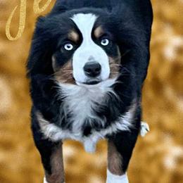 Jewells - Toy Australian Shepherd
