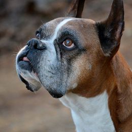 Boxers from Woodridge