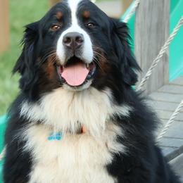 Watson - Bernese Mountain Dog