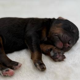 Basil - Sable male Bernedoodle puppy in Clermont, Florida from Shadow Bernedoodles & Dog Training