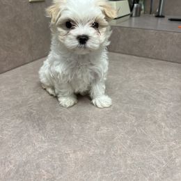 Maltese Puppies from Alisa’s Maltese