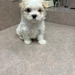 Maltese Puppies from Alisa’s Maltese
