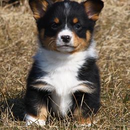 Pembroke Welsh Corgi Puppies from AB Ranch