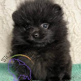 HOLD AKC SNAP - Black male Pomeranian puppy in Watkins Glen, New York from Wicked Spirits Pomeranians